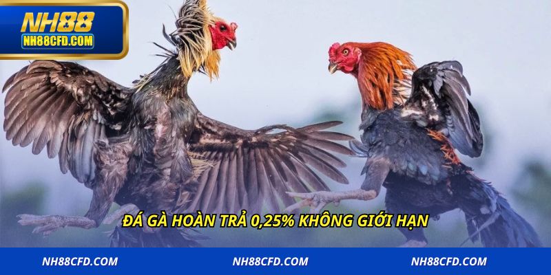 Đá gà hoàn trả 0,25% không giới hạn
